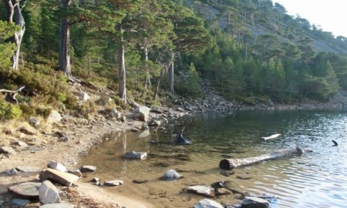Zdjęcie SZKOCJA / Glenmore / Lochan Uaine / Lochan Uaine
