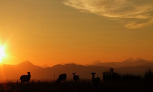 Zdjęcie SZKOCJA /  East Dunbartonshire / Campsie Fells / Wypas owiec na Campsie Fells