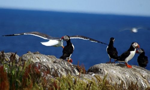 Zdjecie SZKOCJA / - / Isle of May / Puffins