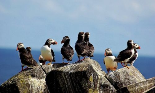 Zdjecie SZKOCJA / - / Isle of May / Puffins