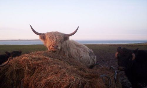 Zdjecie SZKOCJA / Lands end / Koło John o'Groats / Szkockie krowy