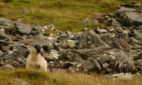 Zdjęcie SZKOCJA / Ben Nevis / Po drodze na Ben Nevis / Owca
