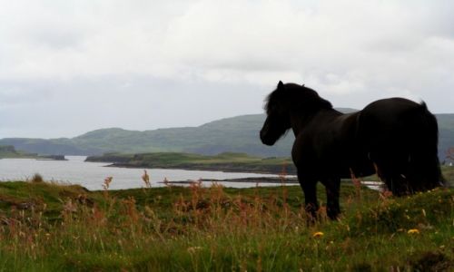 Zdjcie SZKOCJA / - / skye island / rumak