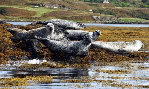 Zdjęcie SZKOCJA / Wyspa Skye / .Dunvegan / Focza kolonia