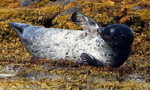 Zdjcie SZKOCJA / Wyspa Skye / Loch Dunvegan. / Popisy malucha