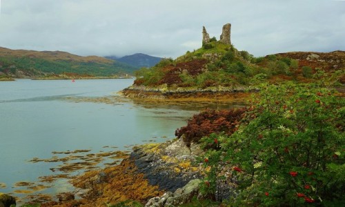 Zdjcie SZKOCJA / Wyspa Skye / Kyleakin / Jarzbina