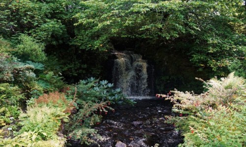 Zdjęcie SZKOCJA / Wyspa Skye / Dunvegan / Ogród