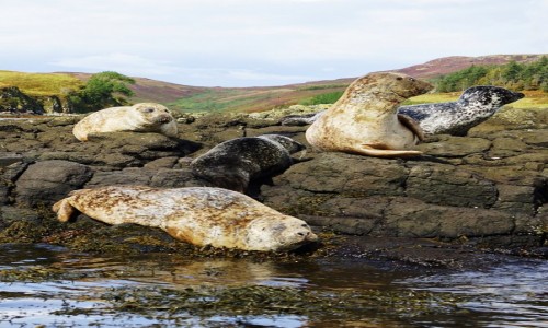 Zdjcie SZKOCJA / Wyspa Skye / Loch Dunvegan. / Wielkie poruszenie