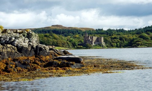 Zdjcie SZKOCJA / Wyspa Skye / Loch Dunvegan. / Focza kolonia z widokiem na zamek