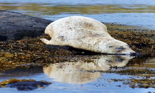 Zdjcie SZKOCJA / Wyspa Skye / Loch Dunvegan. / Do wody dla ochody