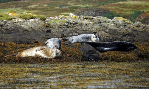Zdjcie SZKOCJA / Wyspa Skye / Loch Dunvegan / Odpoczywamy, nie przeszkadza
