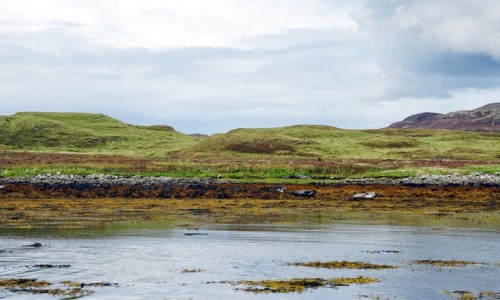 Zdjcie SZKOCJA / Wyspa Skye / Loch Dunvegan / Focza wyspa