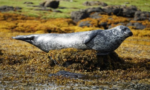 Zdjcie SZKOCJA / Wyspa Skye / Loch Dunvegan / Na sofie