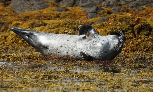Zdjcie SZKOCJA / Wyspa Skye / Loch Dunvegan / Na pleckach