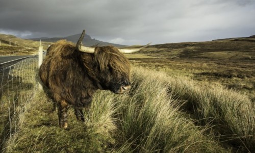 Zdjęcie SZKOCJA / Wyspa Skye / Wyspa Skye / Old Mann of Storr z byczej perspektywy