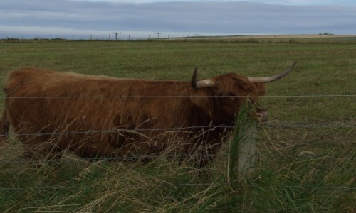 Zdjcie SZKOCJA / Pnocna Szkocja / Okolice miasteczka Portsoy / Szkocka krowa Highland