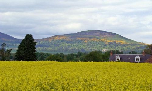 Zdjcie SZKOCJA / Scottish Borders / okolice Dryburgha / Elidon Hills