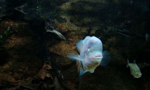 Zdjecie SZKOCJA / East Scotland / Edinburgh - okolice (Deep Ocean ) / przedziwne ryby mozna tu spotkac