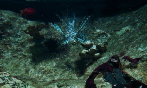 Zdjęcie SZKOCJA / East Scotland / Edinburgh - okolice (Deep Ocean ) / niesamowite formy i kolory podwodnego swiata