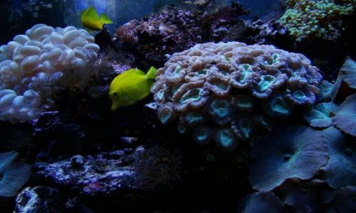 Zdjecie SZKOCJA / East Scotland / Edinburgh - okolice (Deep Ocean ) / fajnie byloby miec takie akwarium w domu :))