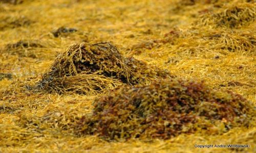 Zdjecie SZKOCJA / Isle of Skye / Dunvegan / Seaweed