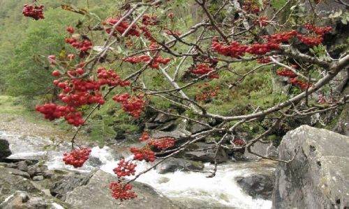 Zdjcie SZKOCJA / Zachodnia Szkocja / brak / Glen Nevis