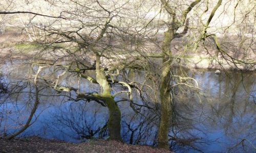 Zdjęcie SZKOCJA / brak / glasgow park / scotland