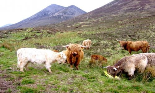Zdjecie SZKOCJA / Isle of Sky / Portree / Highland cattle