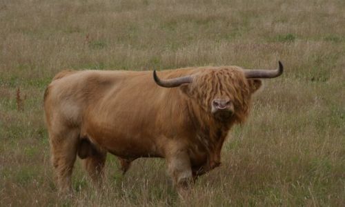 Zdjęcie SZKOCJA / - / Okolice Loch Lomond / Mały szkocki byczek