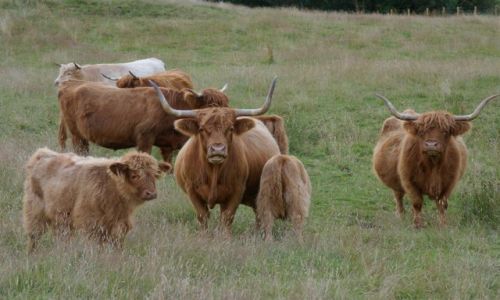 Zdjęcie SZKOCJA / - / Szkocja / Highland Cattle-szkocka rasa bydła