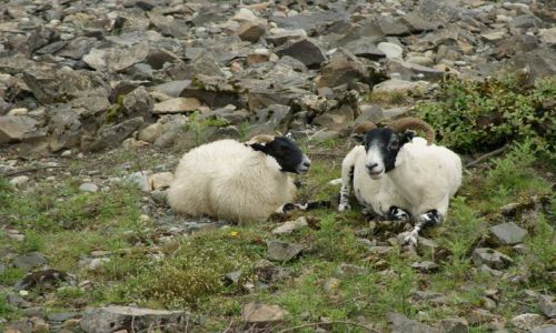 Zdj�cie SZKOCJA / - / Okolice Loch Doon / Szkockie owce