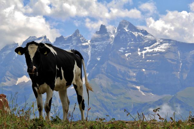 Zdjęcia: Les Crosets, Valais, Bliskie spotkania, SZWAJCARIA Zdjęcia: Les Crosets, Valais, Bliskie spotkania, SZWAJCARIA