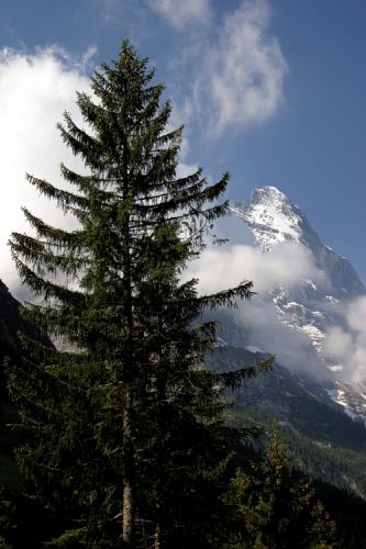 Zdjęcia: Grindelwald, Jungfrau, Swiss1, SZWAJCARIA Zdjęcia: Grindelwald, Jungfrau, Swiss1, SZWAJCARIA