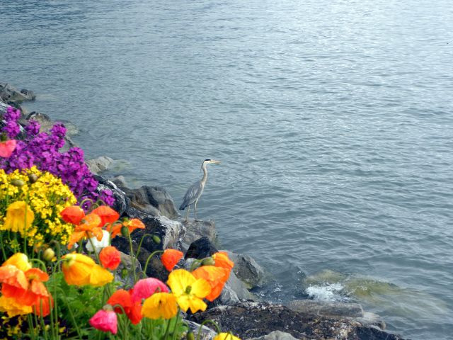 Zdjęcia: Montreux, Riwiera Szwajcarska, Czapla, SZWAJCARIA Zdjęcia: Montreux, Riwiera Szwajcarska, Czapla, SZWAJCARIA