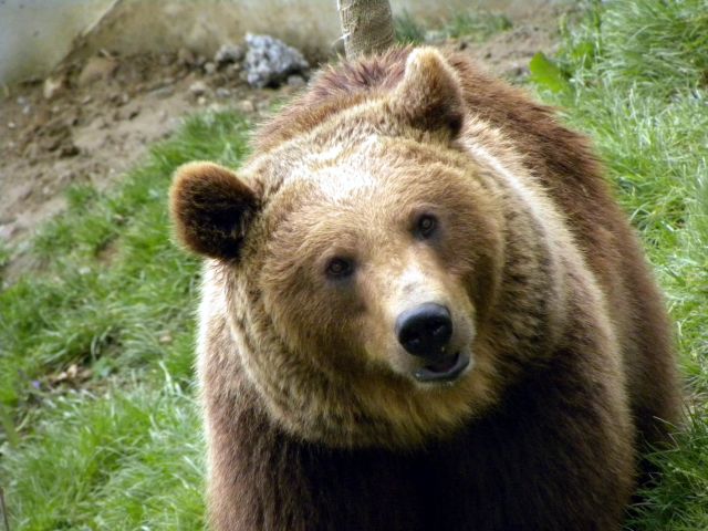 Zdjęcia: Berno, Berno, Miś, SZWAJCARIA Zdjęcia: Berno, Berno, Miś, SZWAJCARIA