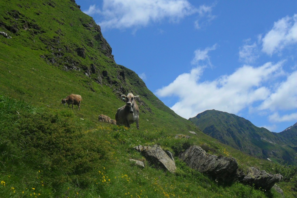 Zdjęcia: Lukmaniedr Pass, -ticino, Krowa alpejska, SZWAJCARIA Zdjęcia: Lukmaniedr Pass, -ticino, Krowa alpejska, SZWAJCARIA