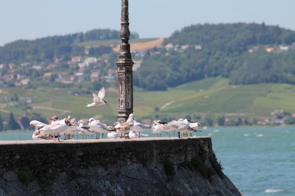 Zdjęcia: Erlach, Erlach, White, SZWAJCARIA Zdjęcia: Erlach, Erlach, White, SZWAJCARIA