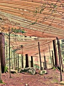 Zdjęcia: Môtiers, Neuchâtel, Forrest , SZWAJCARIA Zdjęcia: Môtiers, Neuchâtel, Forrest , SZWAJCARIA