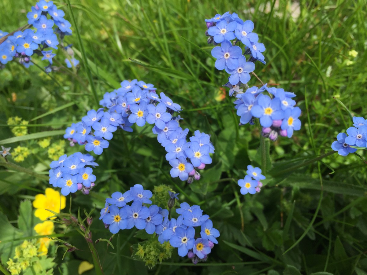 Zdjęcia: Entlebuch, Kanton Lucerna, Kwiaty, SZWAJCARIA Zdjęcia: Entlebuch, Kanton Lucerna, Kwiaty, SZWAJCARIA