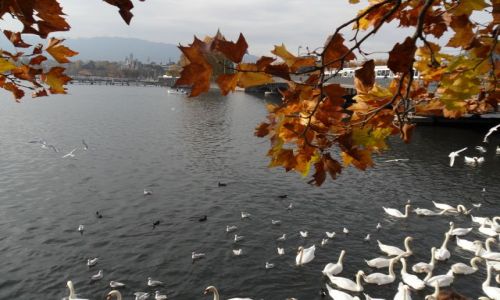 Zdjcie SZWAJCARIA / - / Zurych / Zurichsee