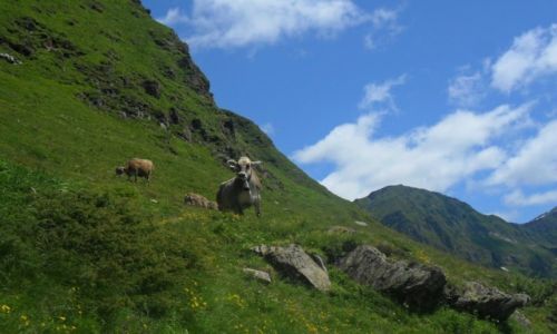 Zdjecie SZWAJCARIA / -ticino / Lukmaniedr Pass / Krowa alpejska