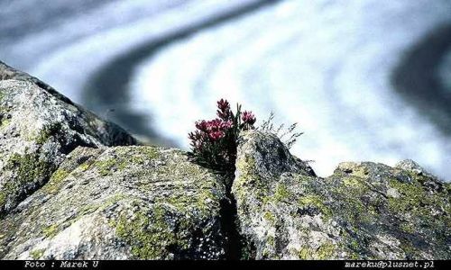Zdjęcie SZWAJCARIA / VALAIS / MOOSFLUCH - LODOWIEC ALETSCH W TLE / KWIATEK NA SKAŁACH