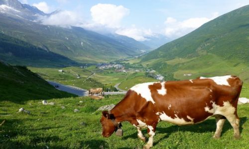Zdjecie SZWAJCARIA / - / Szwajcaria - w drodze  do Furka Pass / 