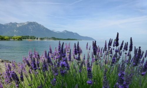 Zdjecie SZWAJCARIA / Monterux / okolice Monterux / Jezioro Genewskie