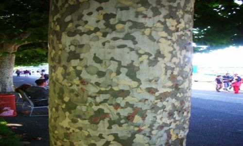 Zdjecie SZWAJCARIA / brak / genewa / kora o barwach militarnych