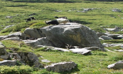 Zdjęcie SZWAJCARIA / Alpy Berneńskie / Kandersteg-Griesalp / Na Via Alpina