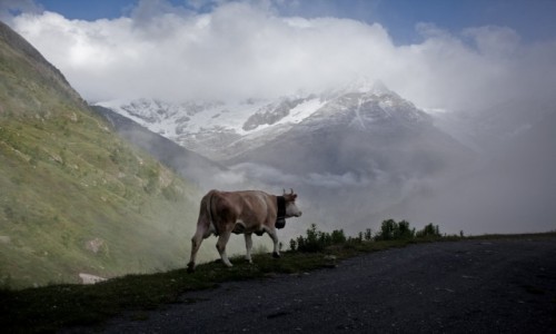 Zdjecie SZWAJCARIA / - / Alpy / Krlowa Alpejska