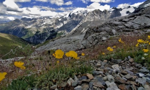 Zdjecie SZWAJCARIA / alpy / Przecz Stelvio  ciut wyej :) / okolice Piz Cotschen