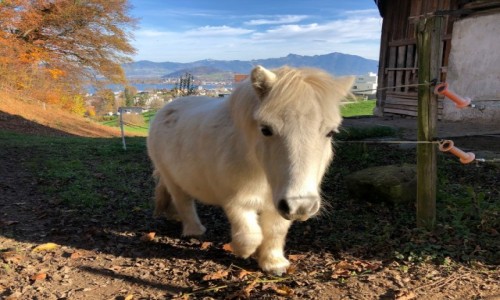 Zdjecie SZWAJCARIA / Schwyz / Altendrof / Alpejski rumak