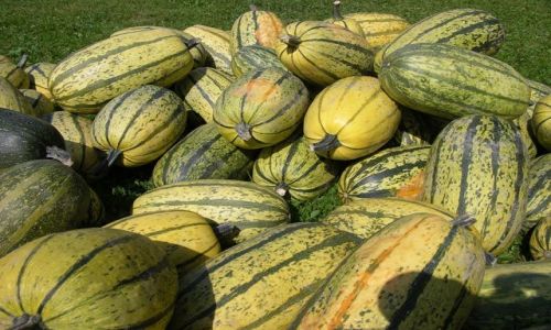 Zdjecie SZWAJCARIA / brak / Interlaken / Święto KORBOLA